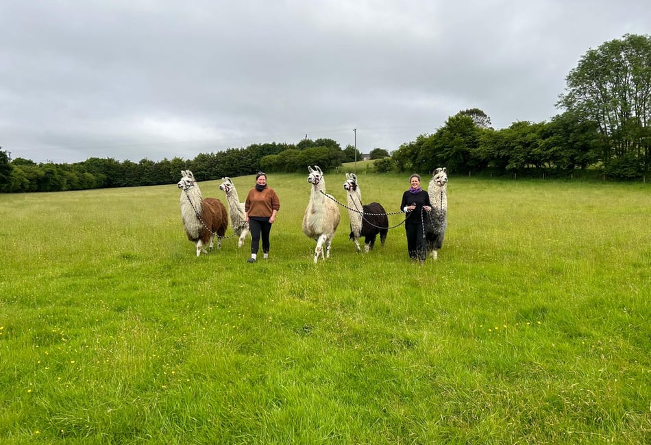 'Completely heartbroken', say owners as Dartmoor Llama Walks to close